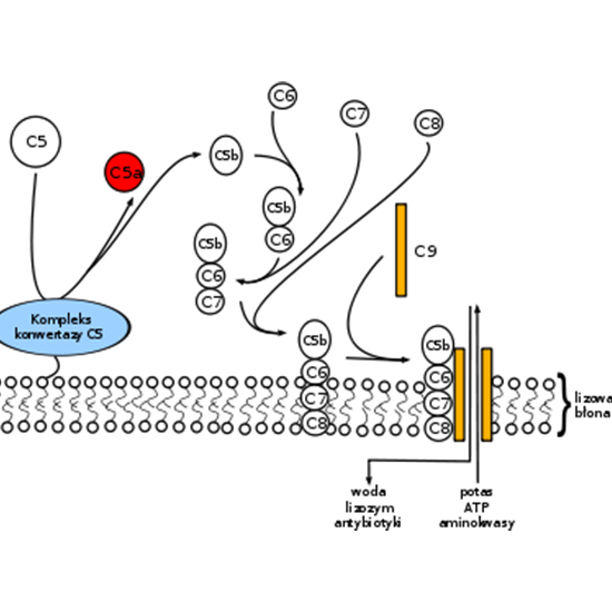 C8 Complement Component Test